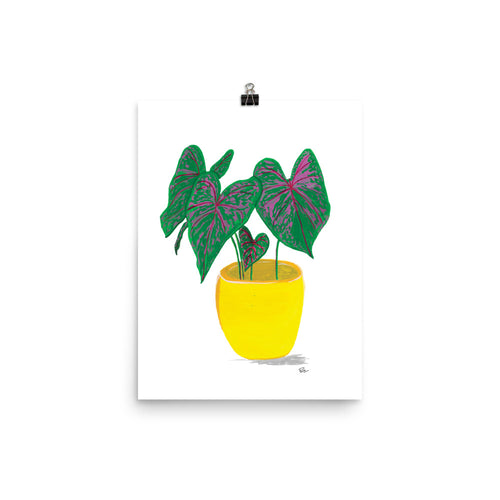 Potted Calathea - Art Print