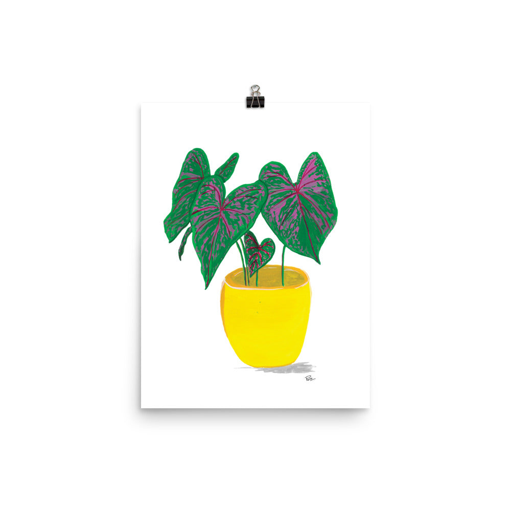 Potted Calathea - Art Print