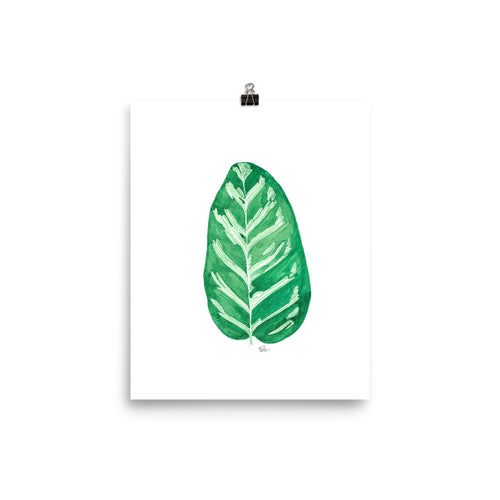 Calathea - Art Print